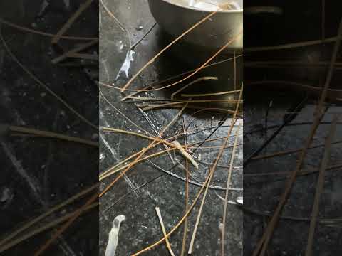 #urgent ‼️ শেষ পর্যন্ত দেখবেন