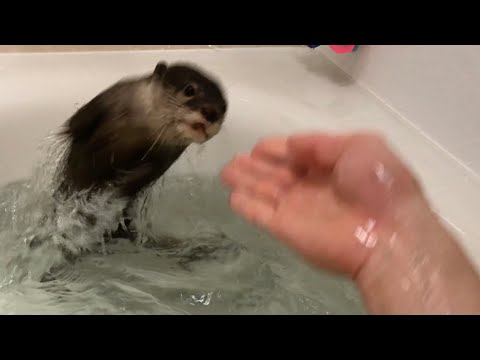 カワウソとのお風呂でとあるゲームにハマりすぎたw w w I was too addicted to a certain game in the bath with the otter. LOL