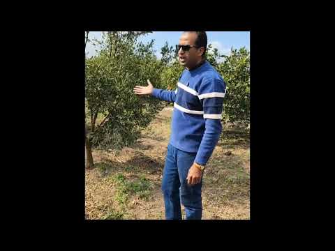 أخطاء تقليم الأشجار 