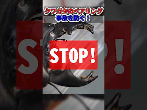 クワガタのペアリング事故を防ぐ! #shorts #クワガタ #昆虫