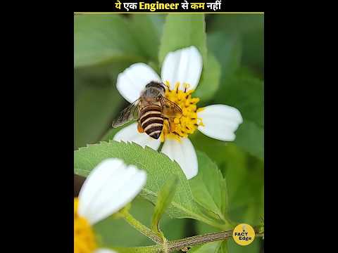 How honey bee make his hives 🤔 #shorts #facts