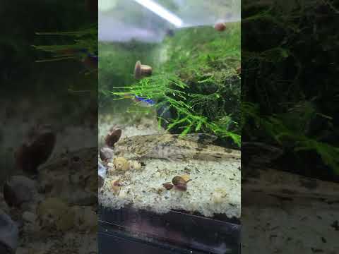 whiptail catfish #aquarium #fishtank #fishkeeping  