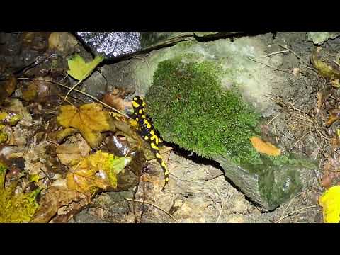 Herping in Prague - Fire Salamander, mlok skvrnitý (Salamandra salamandra), 14/10/2025, Obora Hvězda