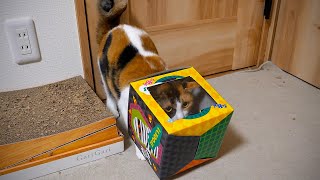 動画サムネイル