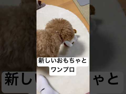 【トイプードル】真似っこぬいぐるみ【ワンプロ】 #トイプードル #トイプー #toypoodle #可愛い #癒し #プードル #犬のいる生活 #犬のいる暮らし #いぬ