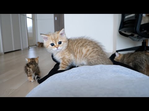 Cute kitten running around on its owner's stomach...