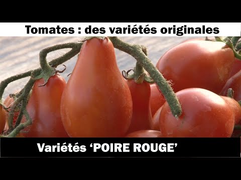 La tomate Poire rouge : culture et recette