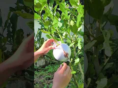 “หมดปัญหาขยะเหลือทิ้งในสวน #หมดปัญหาขยะในสวน #ตุ้มตอนพลาสติก #ตอนกิ่งต้นไม้ #ปลูกต้นไม้ #bellinfarm