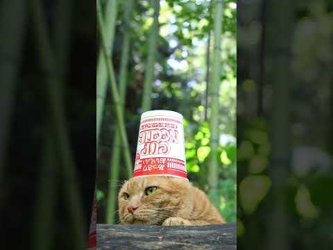 猫の動画サムネイル - あっさりおいしいカップヌードル　250701　#のせ猫　 #cat #cute #ねこ #kitten #猫のいる暮らし #ネコ　 #cutecat #animals