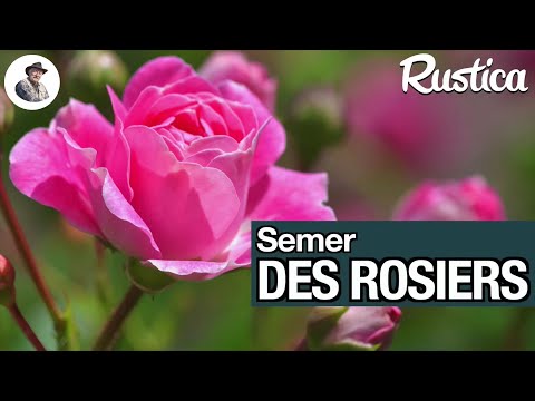 Semer des graines de rosier au chaud