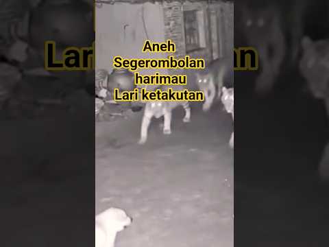 Respek,Harimau takut kucing (part 04 )