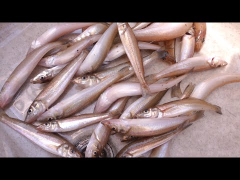 良型キス連発！新たなサビキ方の模索！ポンピングサビキ！鱚の投げ釣りでアクションサビキ！
