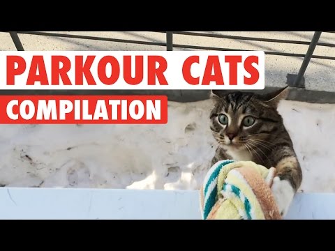 Funny Parkour Cats Video Compilation 2016 - UCPIvT-zcQl2H0vabdXJGcpg