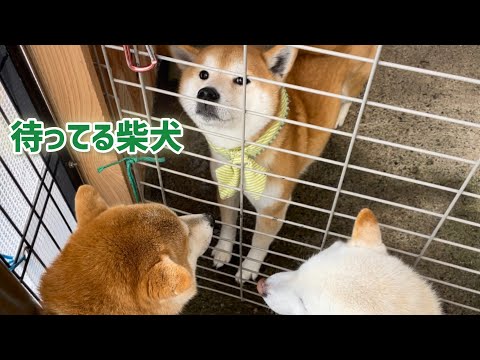 待ってる柴犬と待たされ柴犬が可愛い