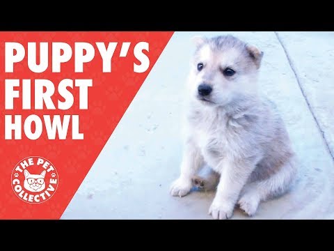 Puppies Howl For The First Time - UCPIvT-zcQl2H0vabdXJGcpg