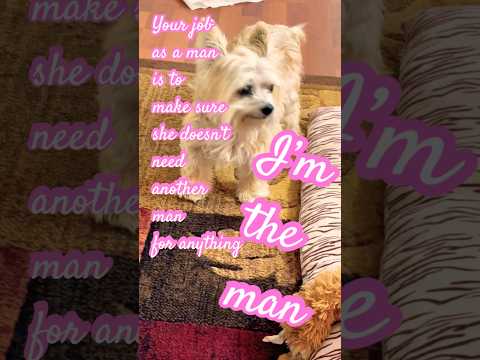 I’m the man of this house!!!💛💛💛 #sweet #puppy #puppies #cute #pets