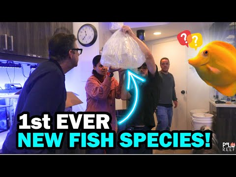 POLO REEF GETS A DRAGON AND IT'S FIRST EVER NEW FI Join the Polo Reef team as they receive two jaw-dropping fish deliveries! One is a brand-new species