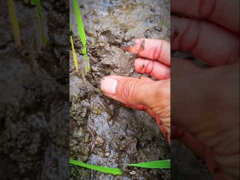 hunting strange fish, he can live in the ground #hunter #hunting