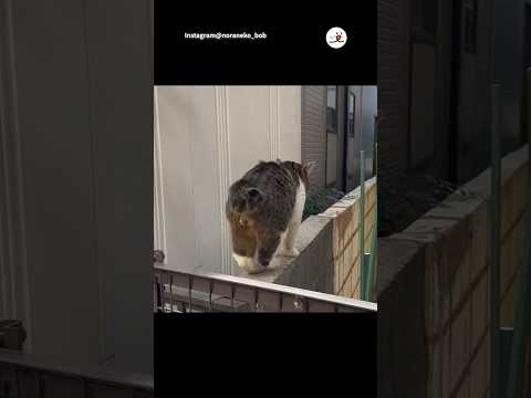 猫の動画サムネイル - てむてむステップ豆知識｜PECO