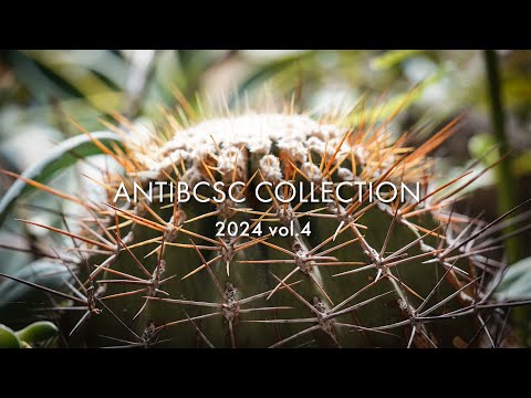 【LIVE】ANTIBCSC COLLECTION 2024 Vol.4 販売開始!! 【パンツ＆アフロ】