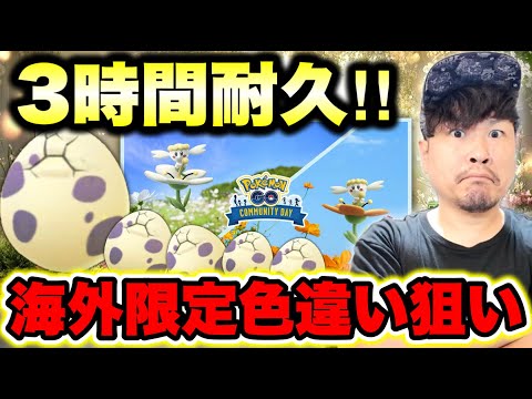 白もオレンジも色違い出しまくり！フラべべコミュデイ生配信！今週はたまご割り大事よ！！！
