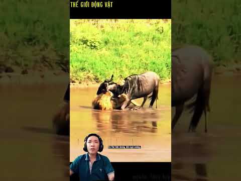 sư tử đực ẩn nấp khi đàn linh dương đầu bò vượt sông.