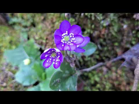 Conoscete questo fiore?