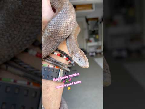 New Snake Baby 🐍 I need a good name ~ I’ll announce the winner 🏆 #snake #family #youtube #fypシ