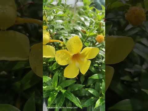 Trồng cây không chỉ để ngắm, còn để sống chậm lại một chútquynhanh #hoavang #caycanh #hoatreo