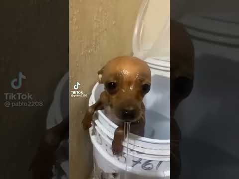 #chihuahua #chihuahuafanclub #automobile #foryou #love #music #newsong #newsong #parkour #song #reel