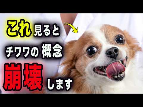 【驚愕】チワワなのに5kg超え?心も体もビッグな大物感の秘密