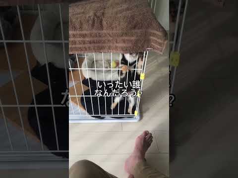 ずっといるオジサンの正体は… #黒柴 サムネイル