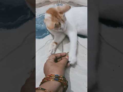 #funny #shortvideo #cat #dharatisolanki #comedymovies #food#varshachoudhariofficial#comedyfilms#cute