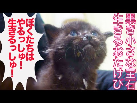 黒イモ幼猫兄妹、生きるおたけびをあげる　The black-taro-kitties shouting