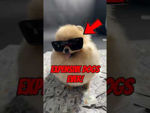 Top 5 Most Expensive Dog Breeds Ever 💰🐾 (You Won’t Believe #1!)