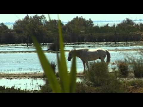 Camargue Vacation Travel Video Guide - UC3o_gaqvLoPSRVMc2GmkDrg