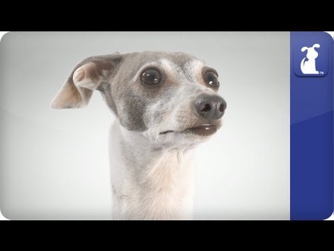 Italian Greyhound - Doglopedia - UCPIvT-zcQl2H0vabdXJGcpg