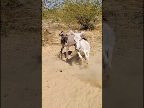 #happy #trending #janwar #animals