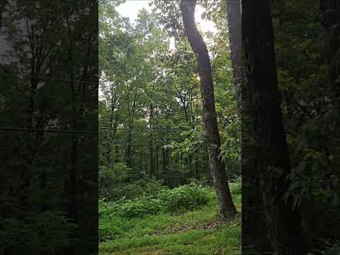 Montesano State Park: Rustic Cabins and Beautiful Views! #shorts
