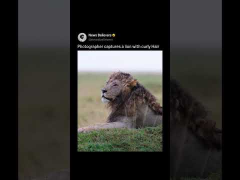 The Lion With a Perfectly Curled Mane