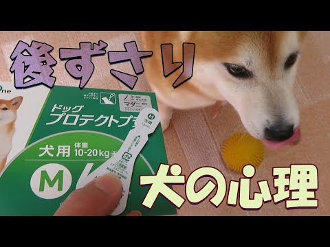 ノミ・マダニ の薬が苦手で逃げ回るものの楽しんでいるようにも見える柴犬まめ