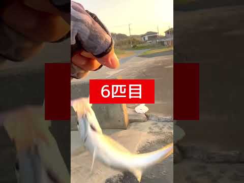 房総アジング『爆釣』 #千葉の釣り #房総の釣り #アジング