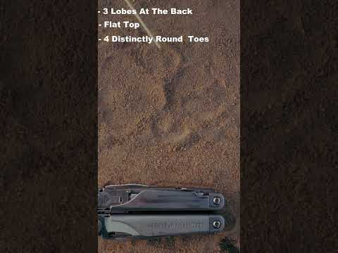 Who's Track is That? #wildlife #africansafari #safaritours