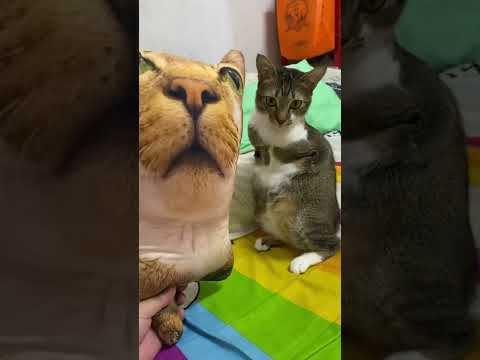 かわいい猫と恐竜の楽しい癒し動画 サムネイル