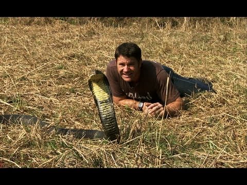 Awesome King Cobra | Deadly 60 | Series 2 | BBC - UCwmZiChSryoWQCZMIQezgTg