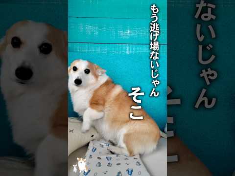 散歩嫌いな犬って存在するん？ #コーギー #つーちゃん #corgi