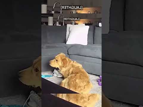 Funny and cute dogs  #dog #funny #pets #puppy #dogs #puppies #dogshorts #cutedog