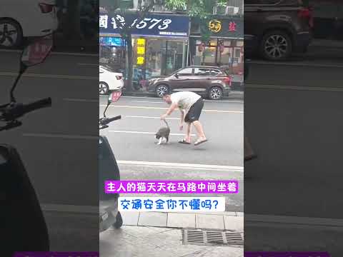 主人的猫猫老是坐在马路中间 #cat #主人 #cute #猫 #funny #pets #animals #可愛い