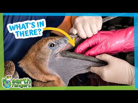 Vet Put Her Hand Down This Pelican’s Throat…But Why? | Earth Rangers