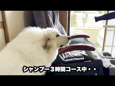 愛犬の出汁に浸かりながら三人がかりでシャンプーしてみた【３時間コース編】